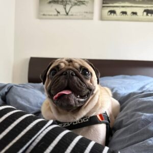 ヤツが来たpart2