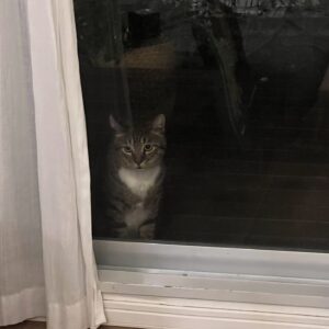 すっとこどっこい